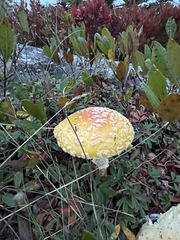 Amanita