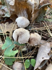 Mycetinis scorodonius