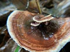 Hydnellum concrescens