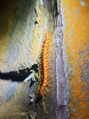 Helicorthomorpha