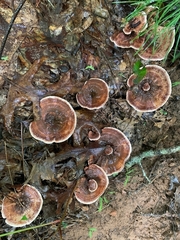 Hydnellum concrescens