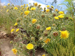 Berkheya onopordifolia