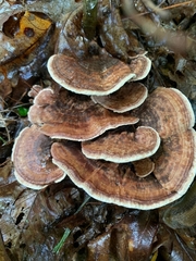 Hydnellum concrescens