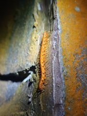 Helicorthomorpha