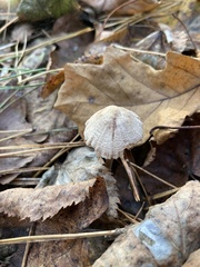 Mycetinis scorodonius