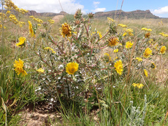 Berkheya onopordifolia