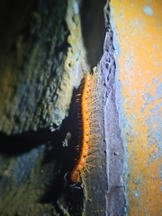 Helicorthomorpha