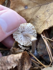 Mycetinis scorodonius