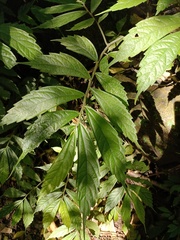 Elatostema lineolatum