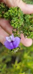 Psoralea aculeata