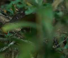 Hypsiprymnodon moschatus