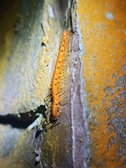 Helicorthomorpha