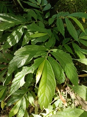 Elatostema lineolatum