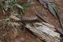 Ancylodactylus africanus