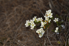 Chamelaucium megalopetalum