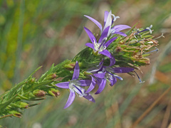 Wahlenbergia huttonii
