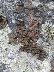 Umbilicaria muhlenbergii