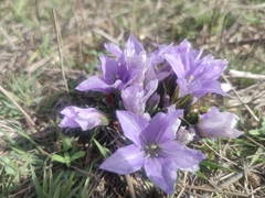 Mandragora autumnalis