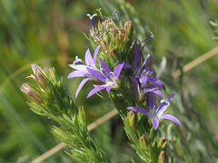 Wahlenbergia huttonii