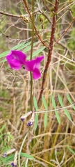 Vicia sativa