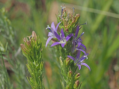Wahlenbergia huttonii