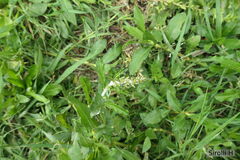 Gamochaeta americana