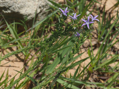 Wahlenbergia huttonii