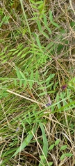 Vicia sativa