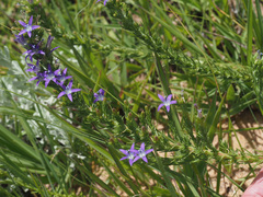 Wahlenbergia huttonii