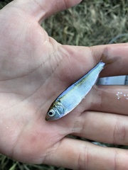 Alosa pseudoharengus