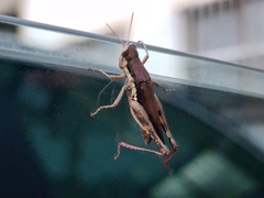 Pseudoxya diminuta