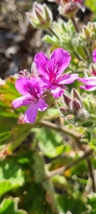 Pelargonium cucullatum