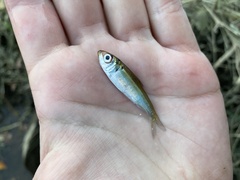 Alosa pseudoharengus