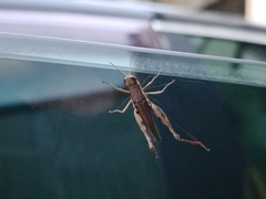 Pseudoxya diminuta
