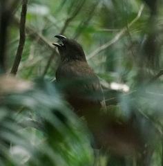 Scenopoeetes dentirostris