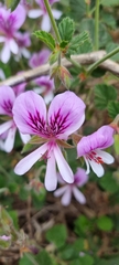 Pelargonium betulinum