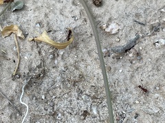 Acromyrmex versicolor