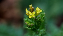 Erucastrum austroafricanum