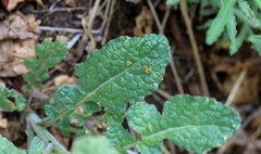 Erucastrum austroafricanum