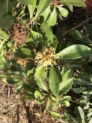 Pittosporum pentandrum