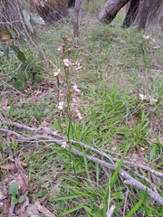 Stylidium crassifolium
