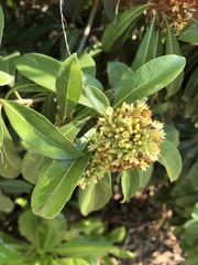 Pittosporum pentandrum