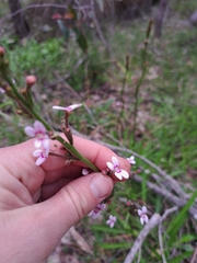 Stylidium crassifolium