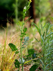 Erucastrum austroafricanum