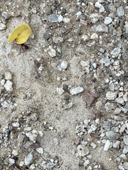 Acromyrmex versicolor