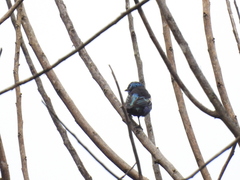 Stilpnia cyanicollis