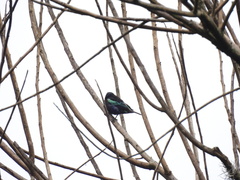 Stilpnia cyanicollis