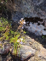 Stylidium affine