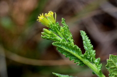 Erucastrum austroafricanum