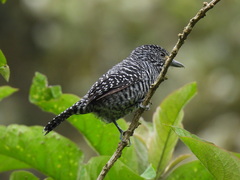 Thamnophilus multistriatus